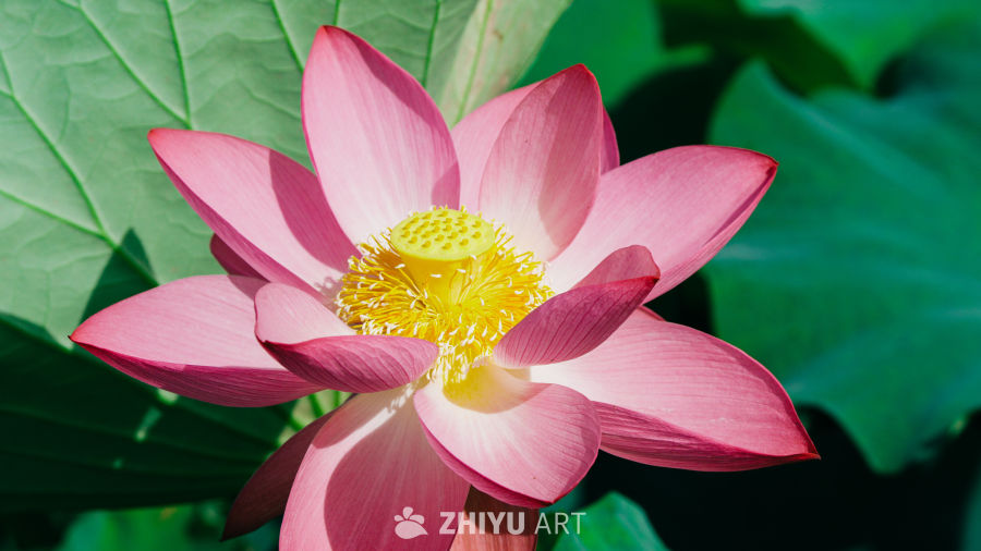 粉嫩莲花绽放
