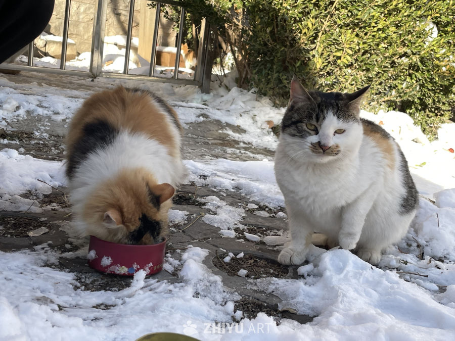 雪天的流浪猫 3