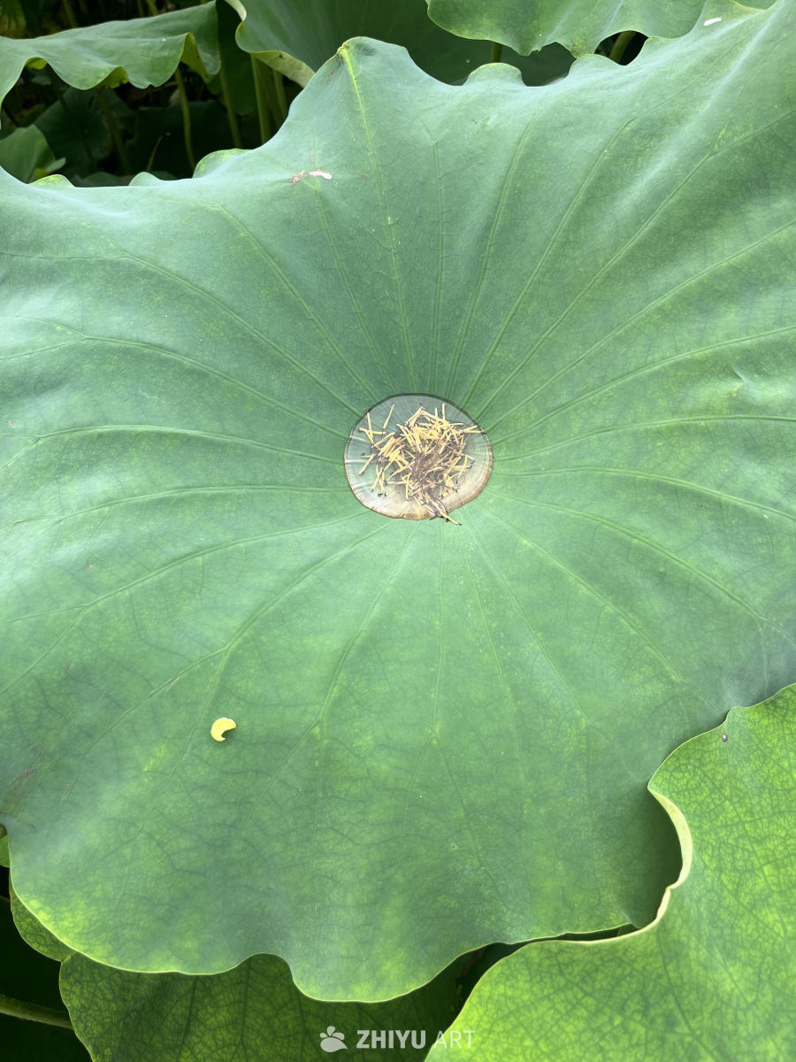 荷叶上的自然之眼
