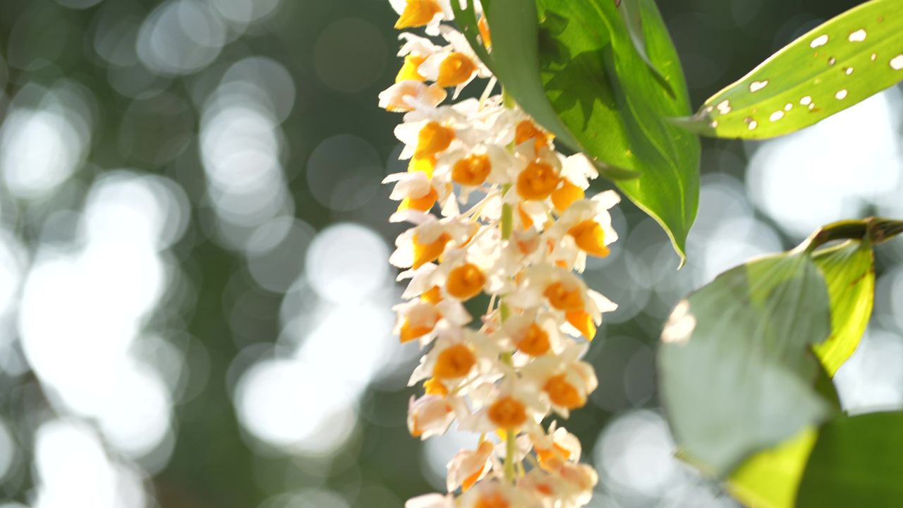 花 20