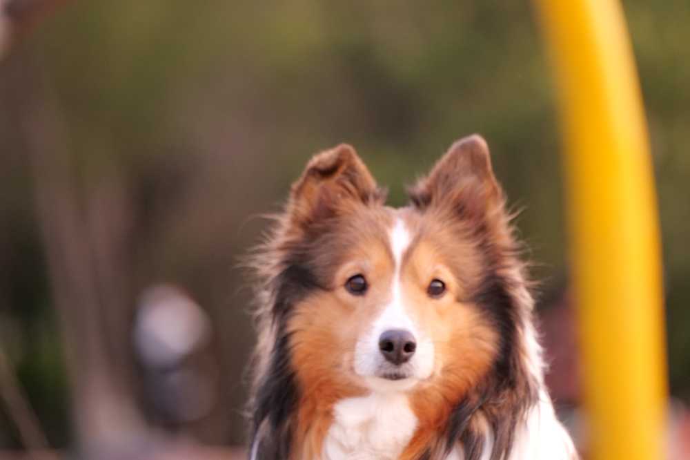 喜乐蒂牧羊犬