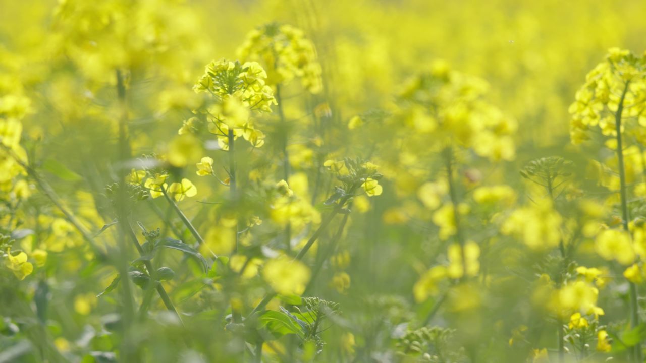 春天农村油菜花海蜜蜂采蜜 10