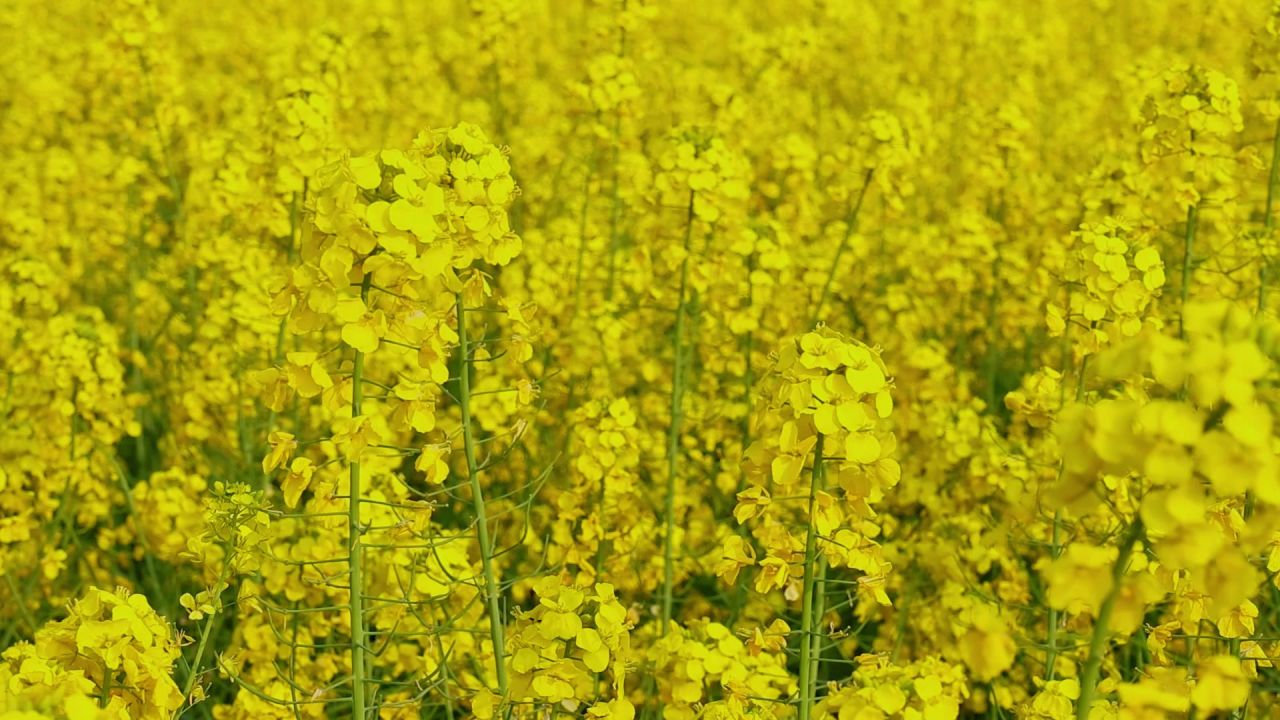 春暖花开油菜花花海 8