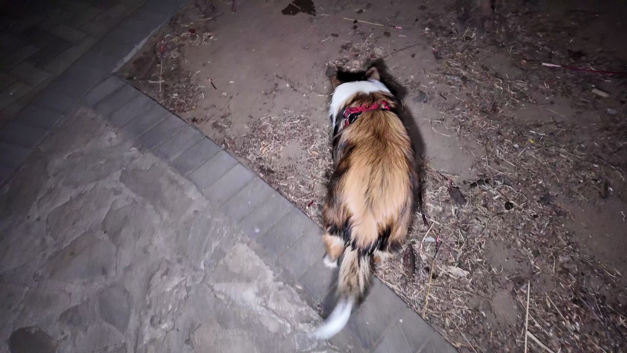 夜晚遛狗 11