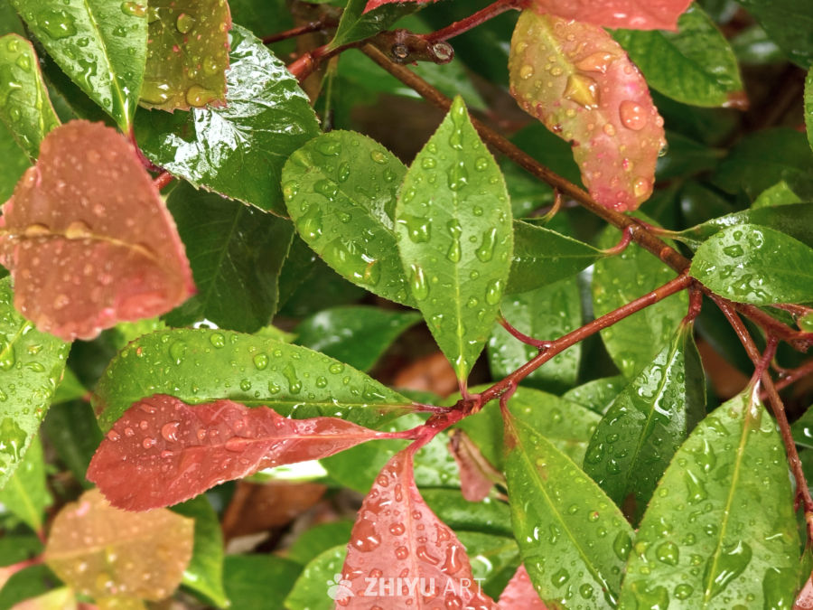 雨后红绿渐变叶片