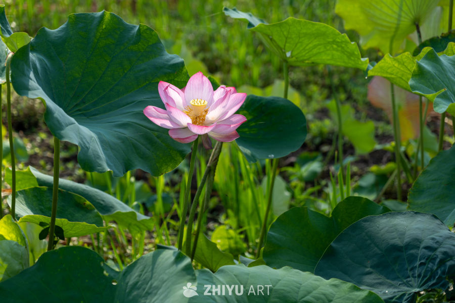 荷花 100