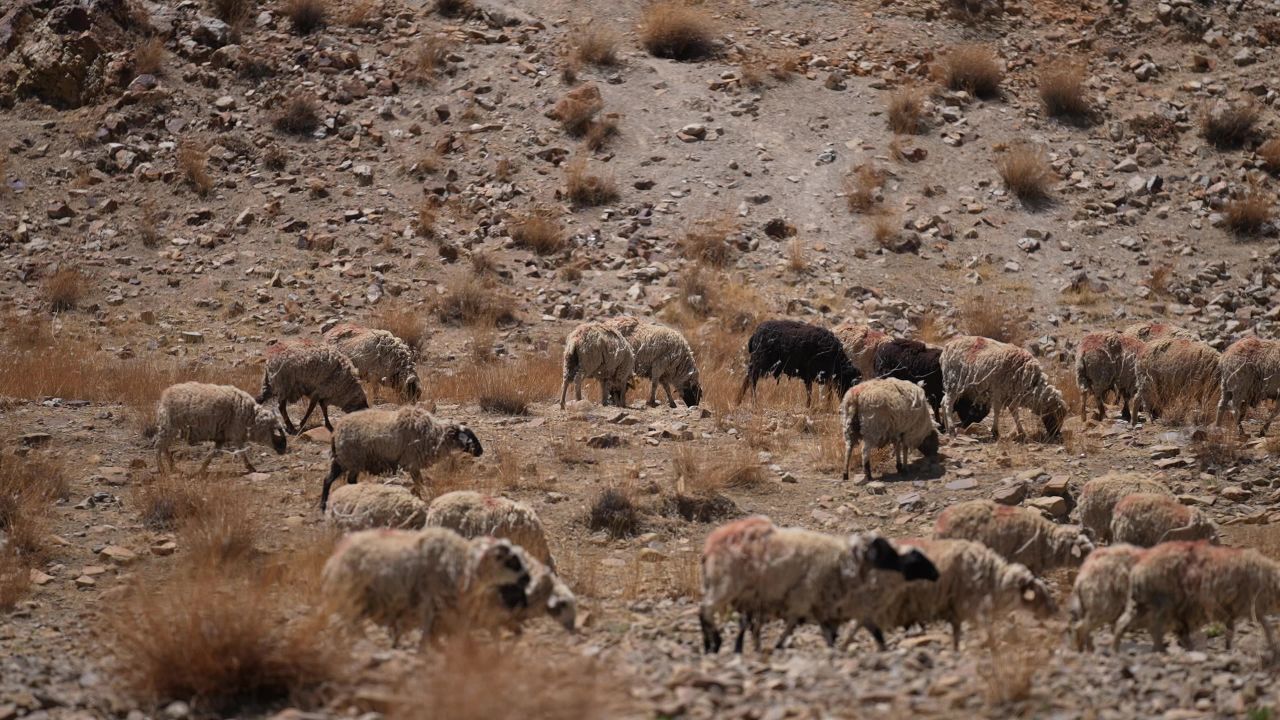 秋天荒漠中的羊群