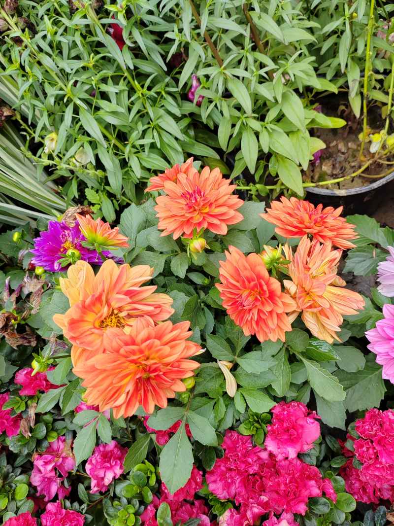 花花