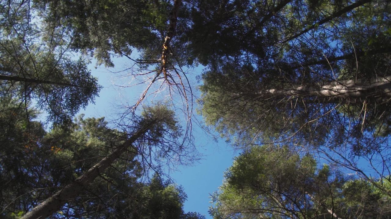 仰望森林中树干伸向天空