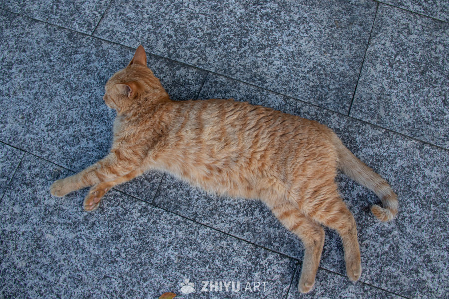 猫 5