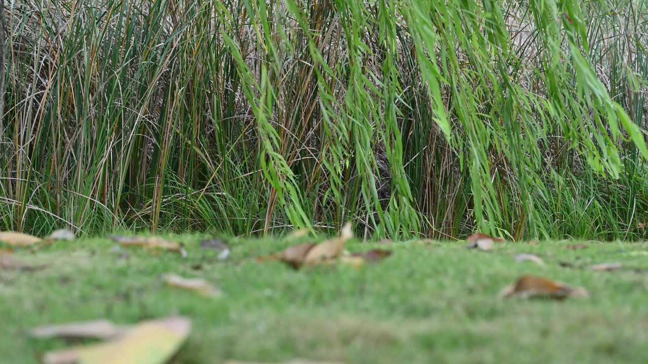 公园植物阳光下空镜头素材 1