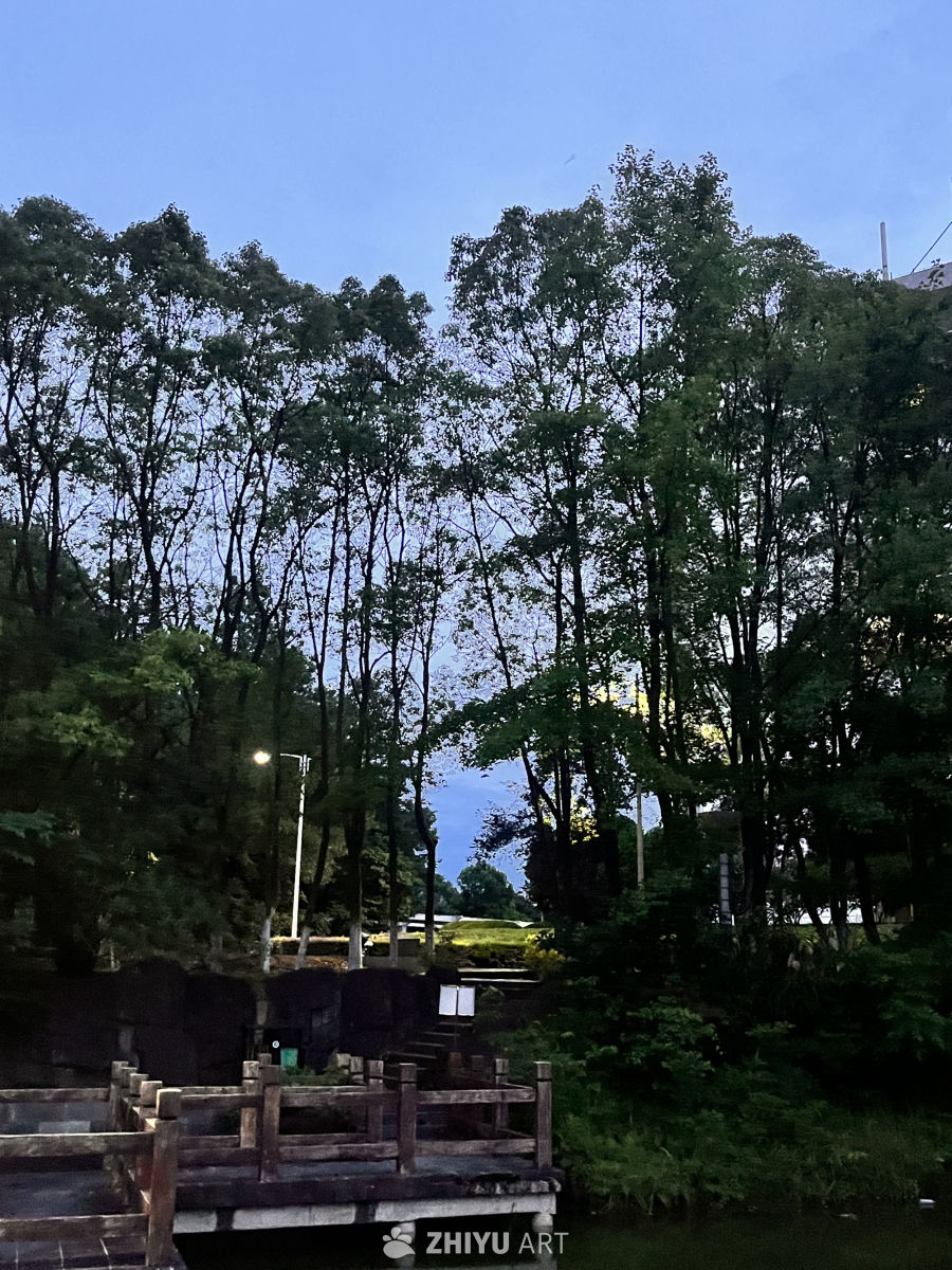 夜幕下的静谧森林