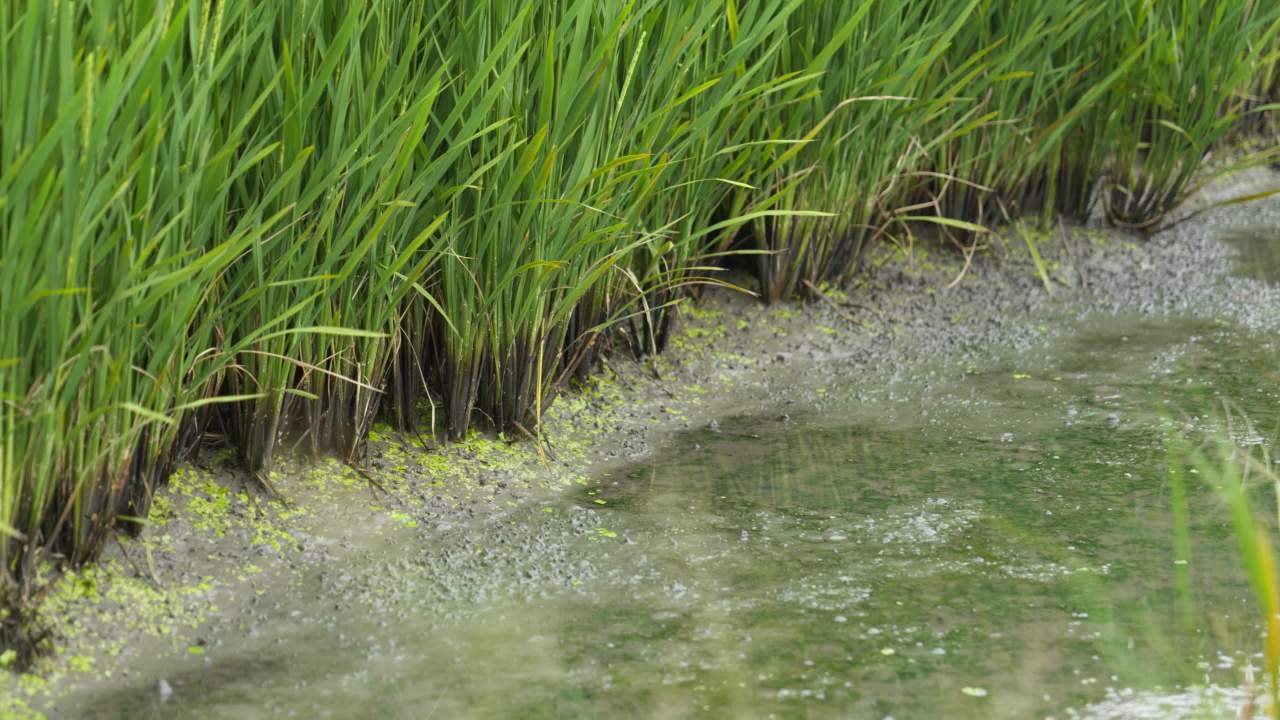 农村水稻田野粮食庄稼 36