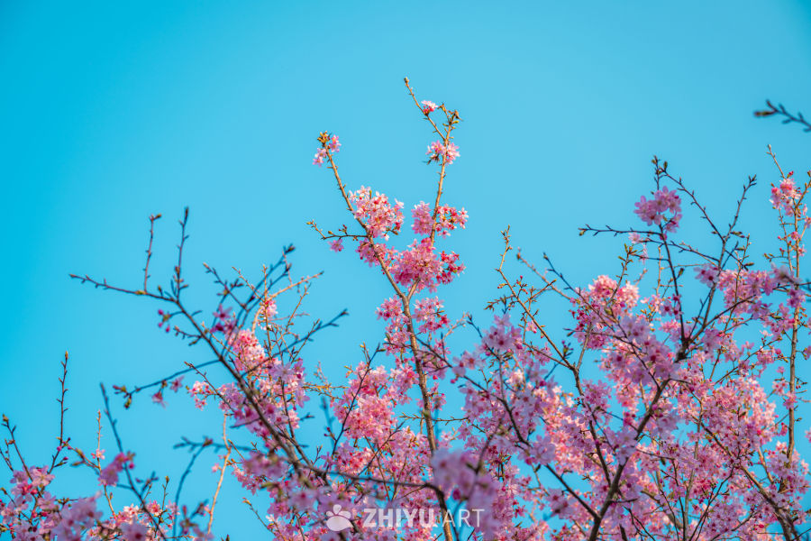 山樱漫城 茶田叠翠