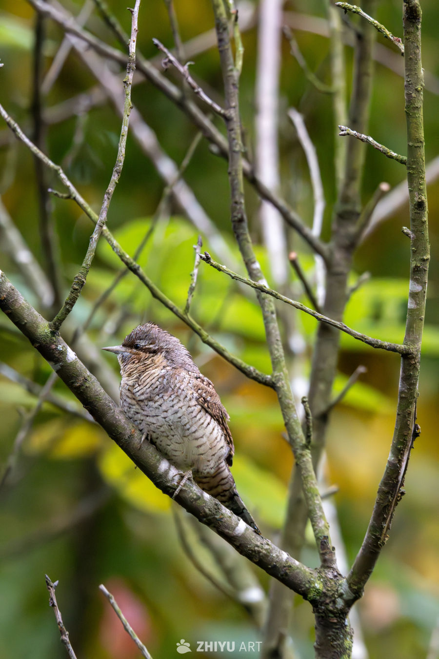 站在枝头的蚁䴕