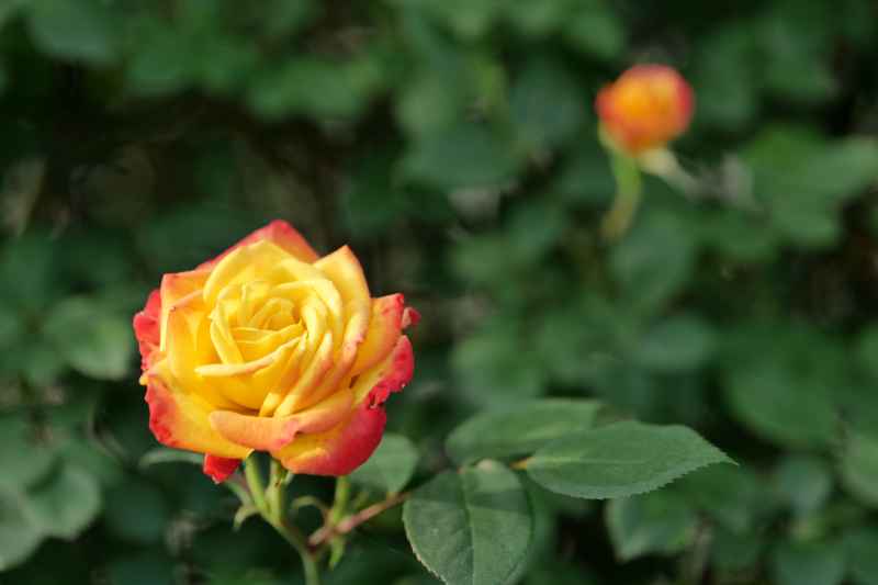 月季花 33