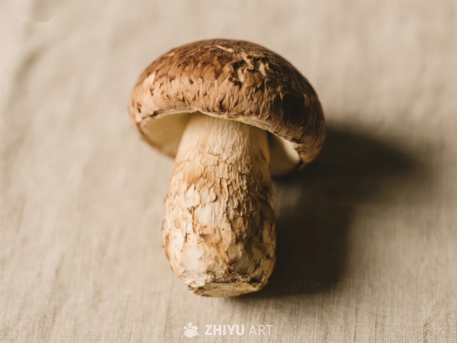 新鲜蘑菇特写 547