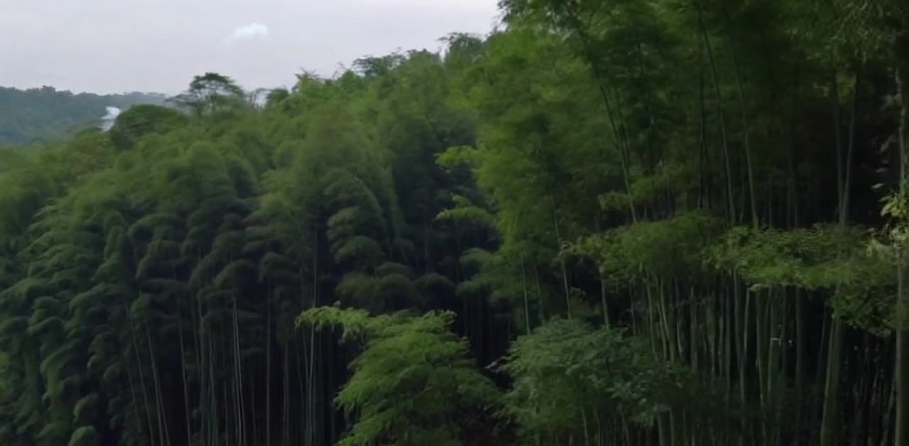 茂密的竹林，翠绿山坡，阴沉天空下的山脉景色。