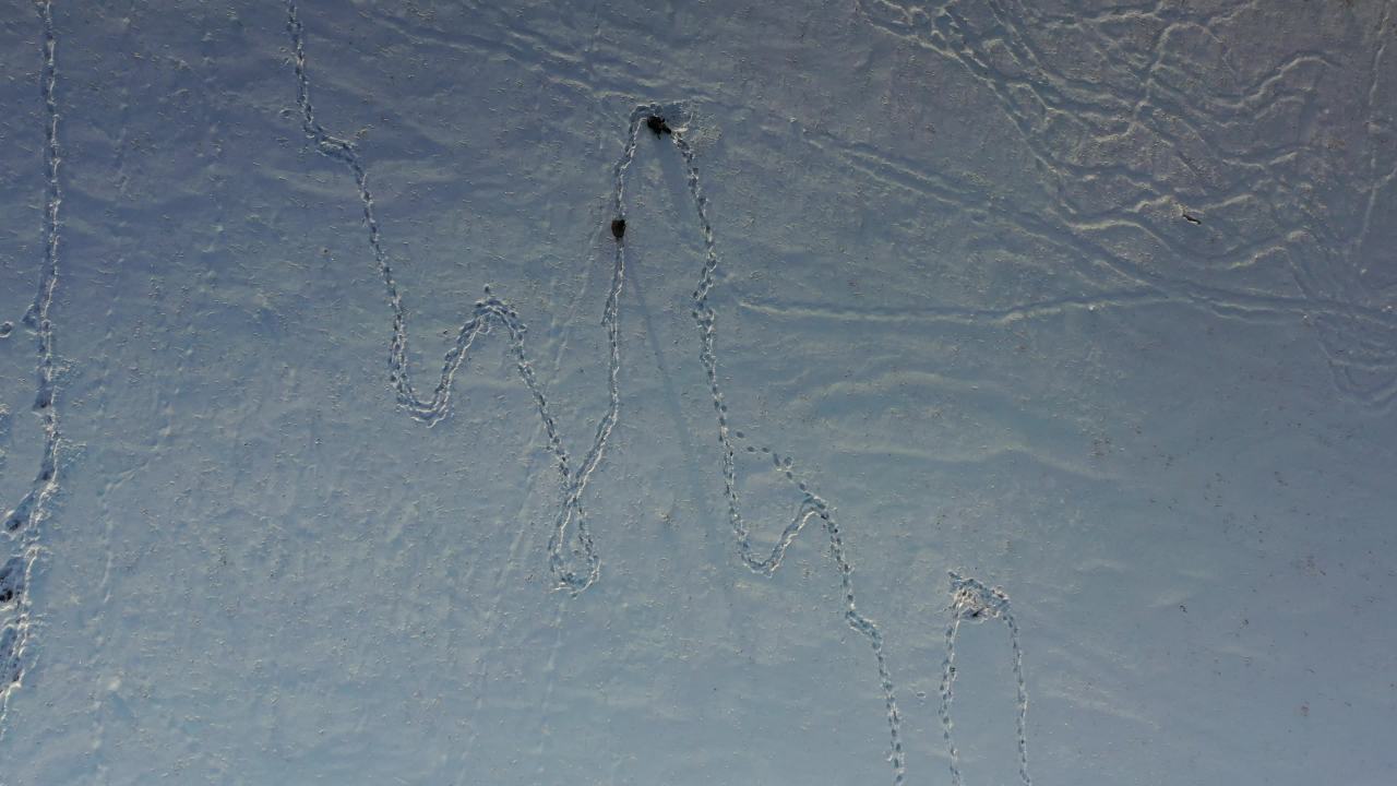 雪地足迹与山景