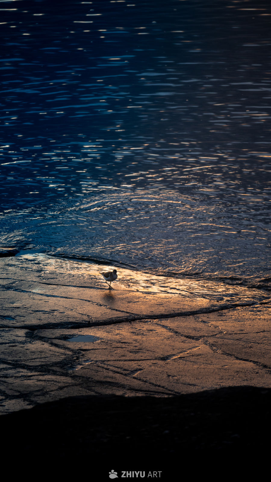 黄昏海鸥静立图