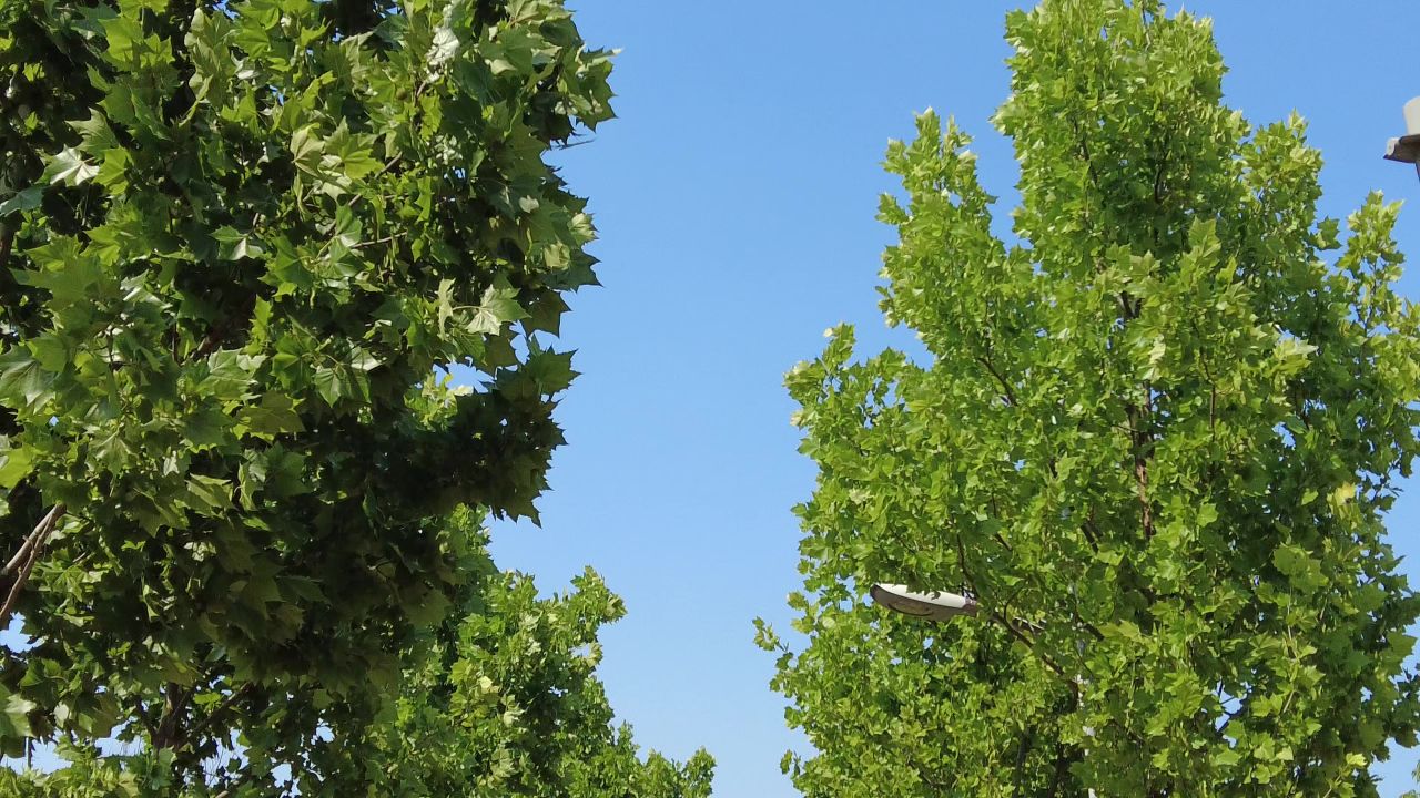 夏日阳光树枝树叶植物鲜花实拍  