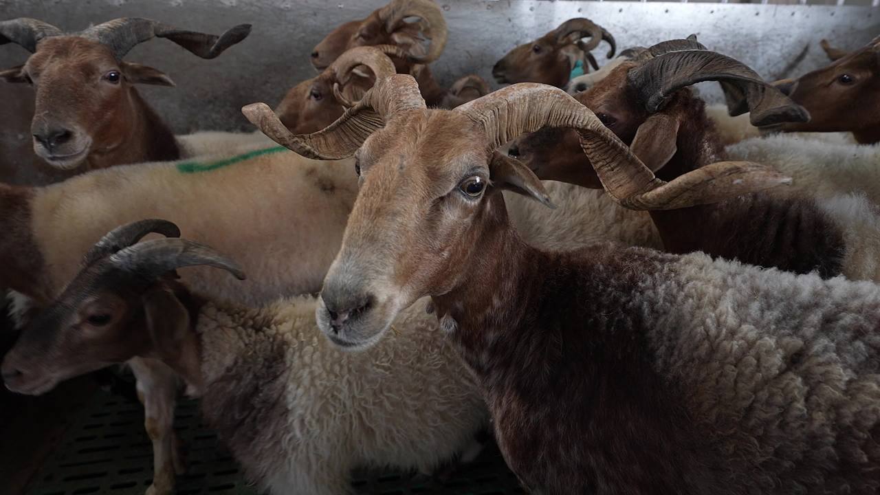 畜牧兽医团队工作记录