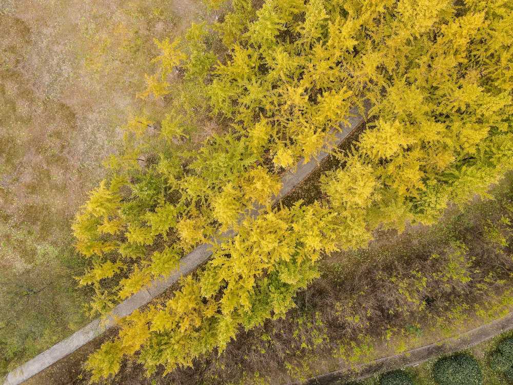 昆山体育生态园秋景 2