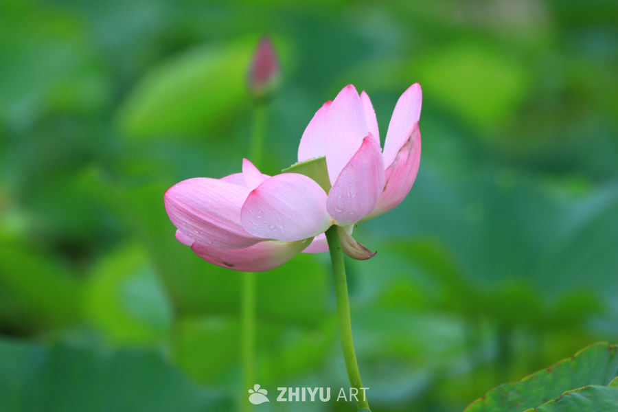 盛夏荷花 5