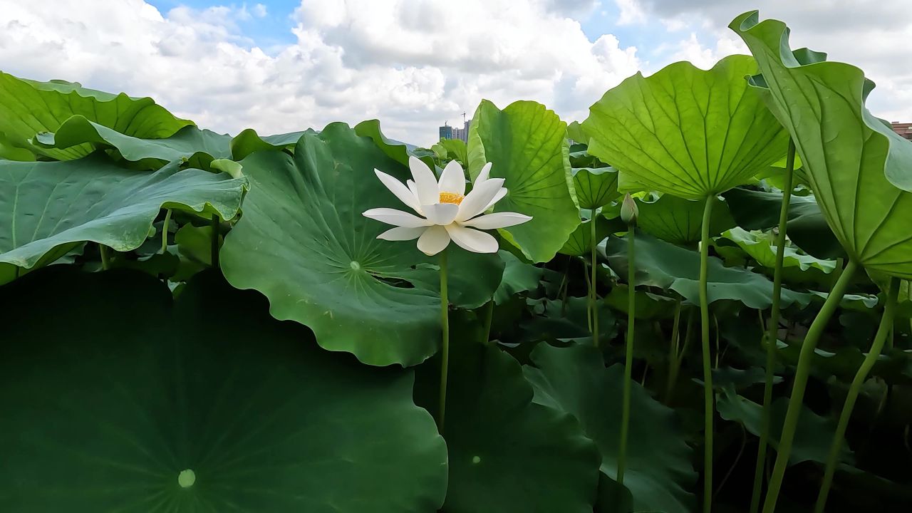空镜荷花叶1