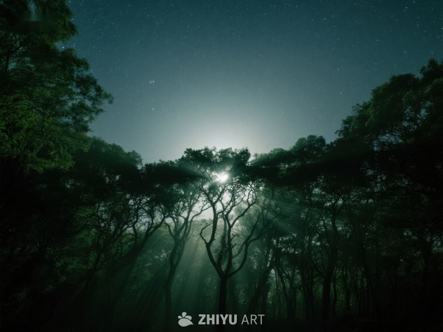 月光穿透树林的夜景 553