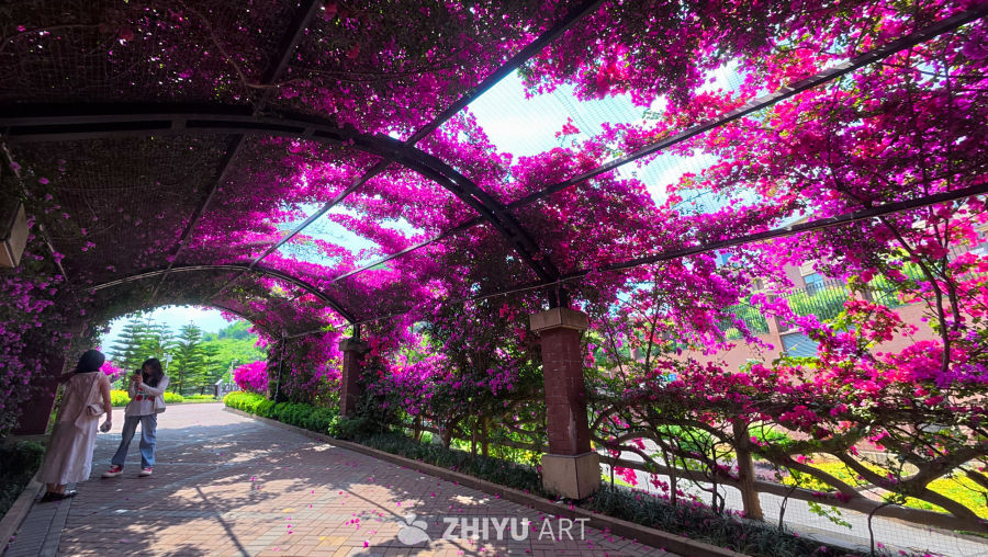 三角梅花开 33