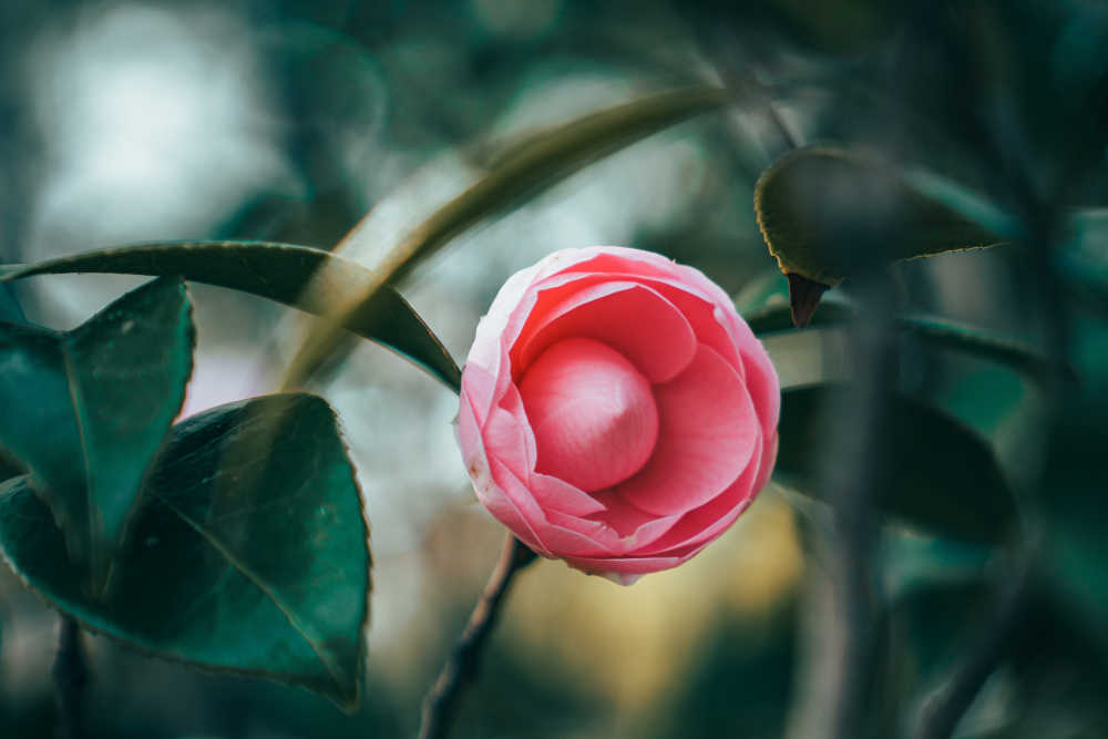 春天的那些花儿