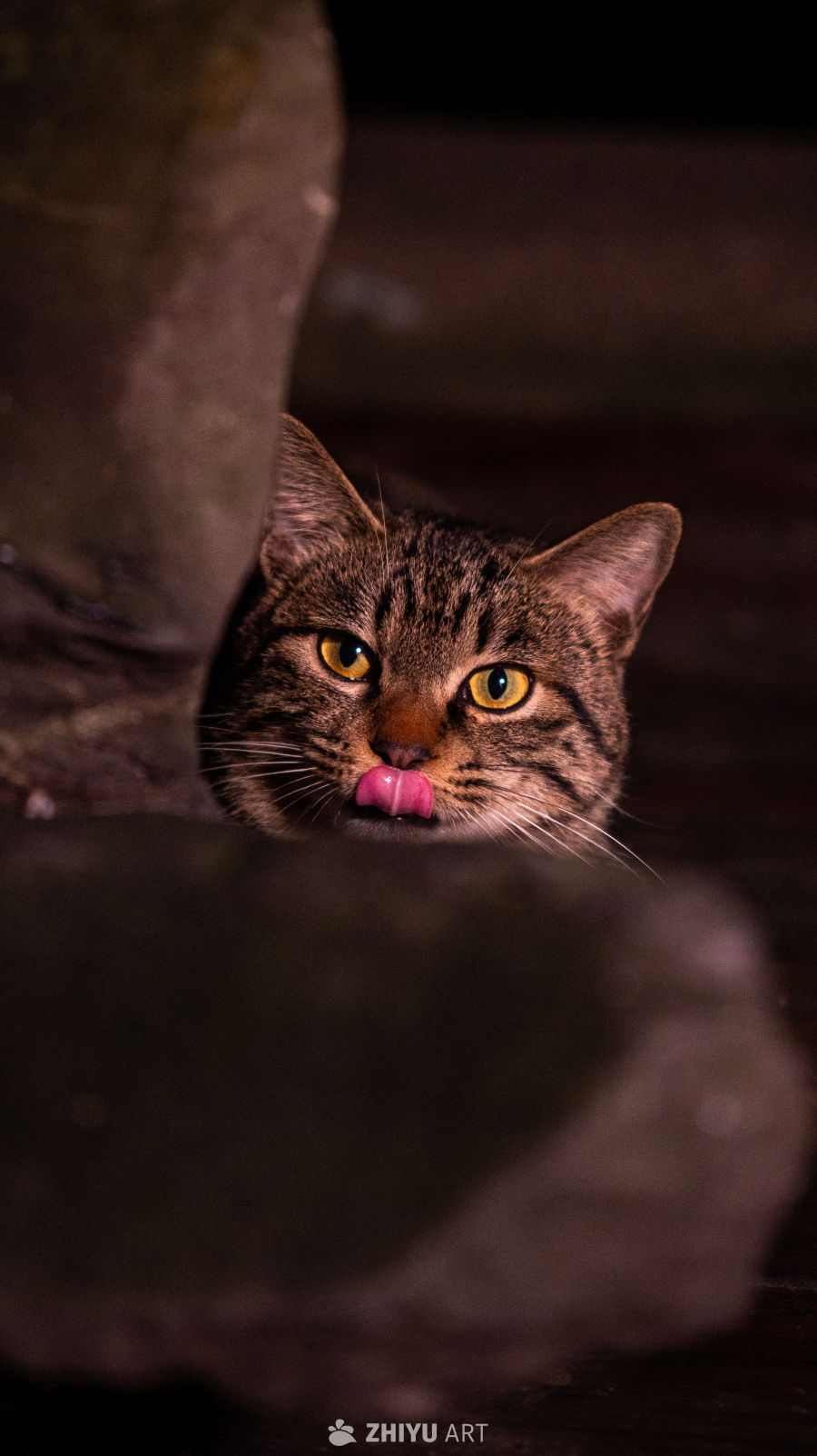 暗光中舔舌的猫咪