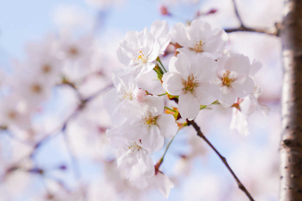 樱花季 54