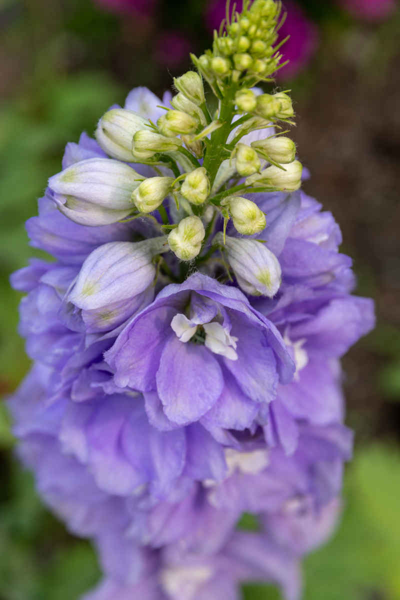 高翠雀花