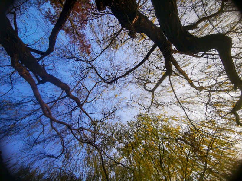 植物垂柳柳树摄影图 