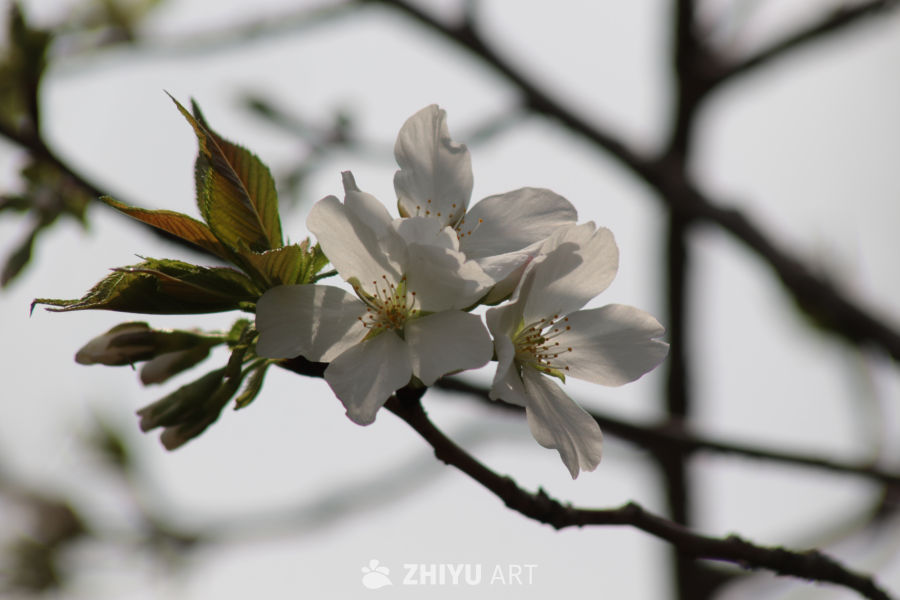 春日樱花绽放