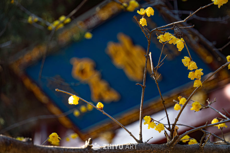 花开寺庙