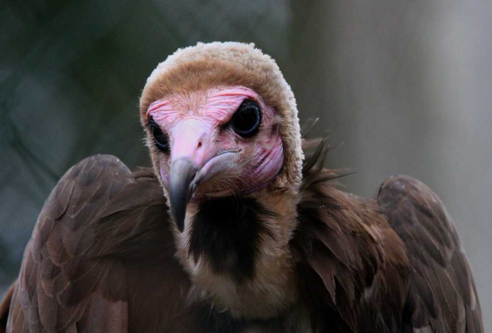 鸟兀鹫动物园自然