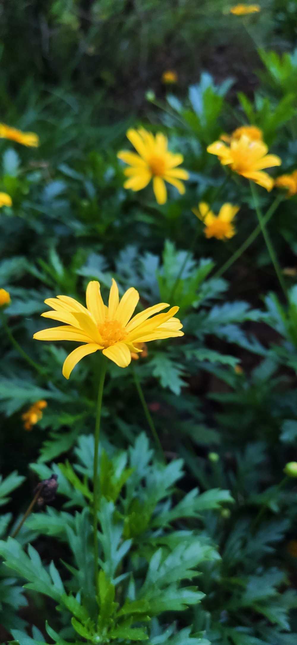 野雏菊