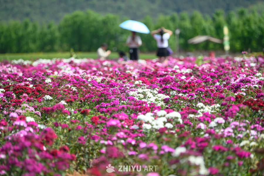 花海 1