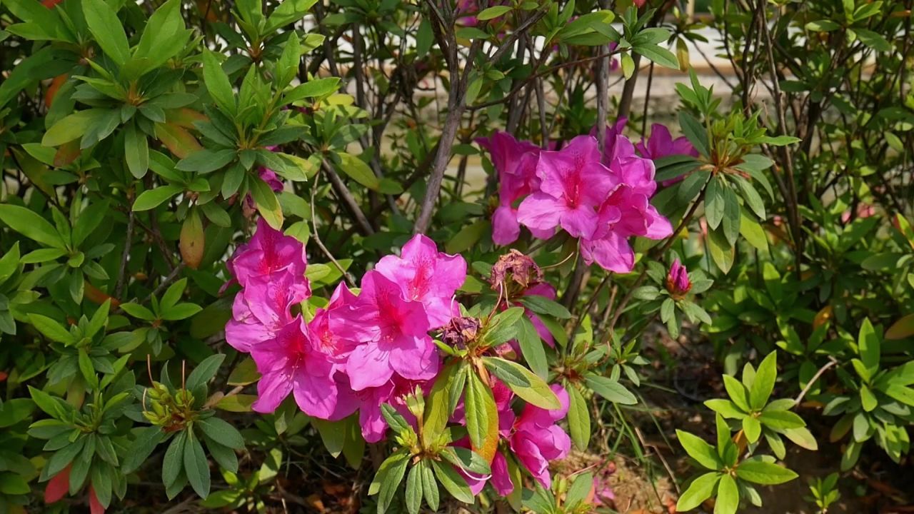 阳光锦绣杜鹃花