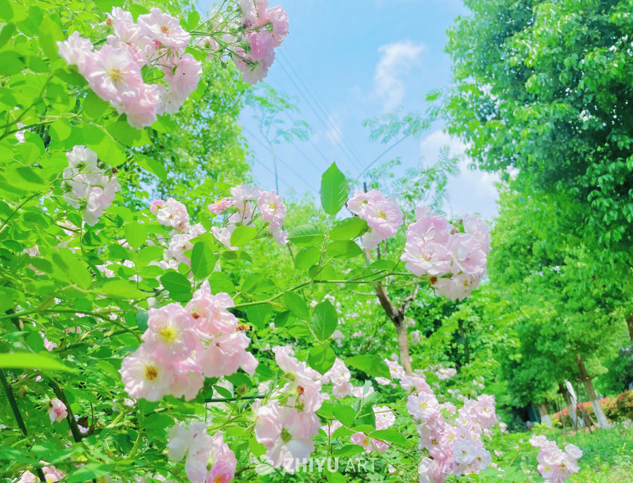 春季花卉 31