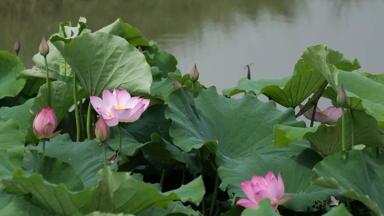 荷花 69