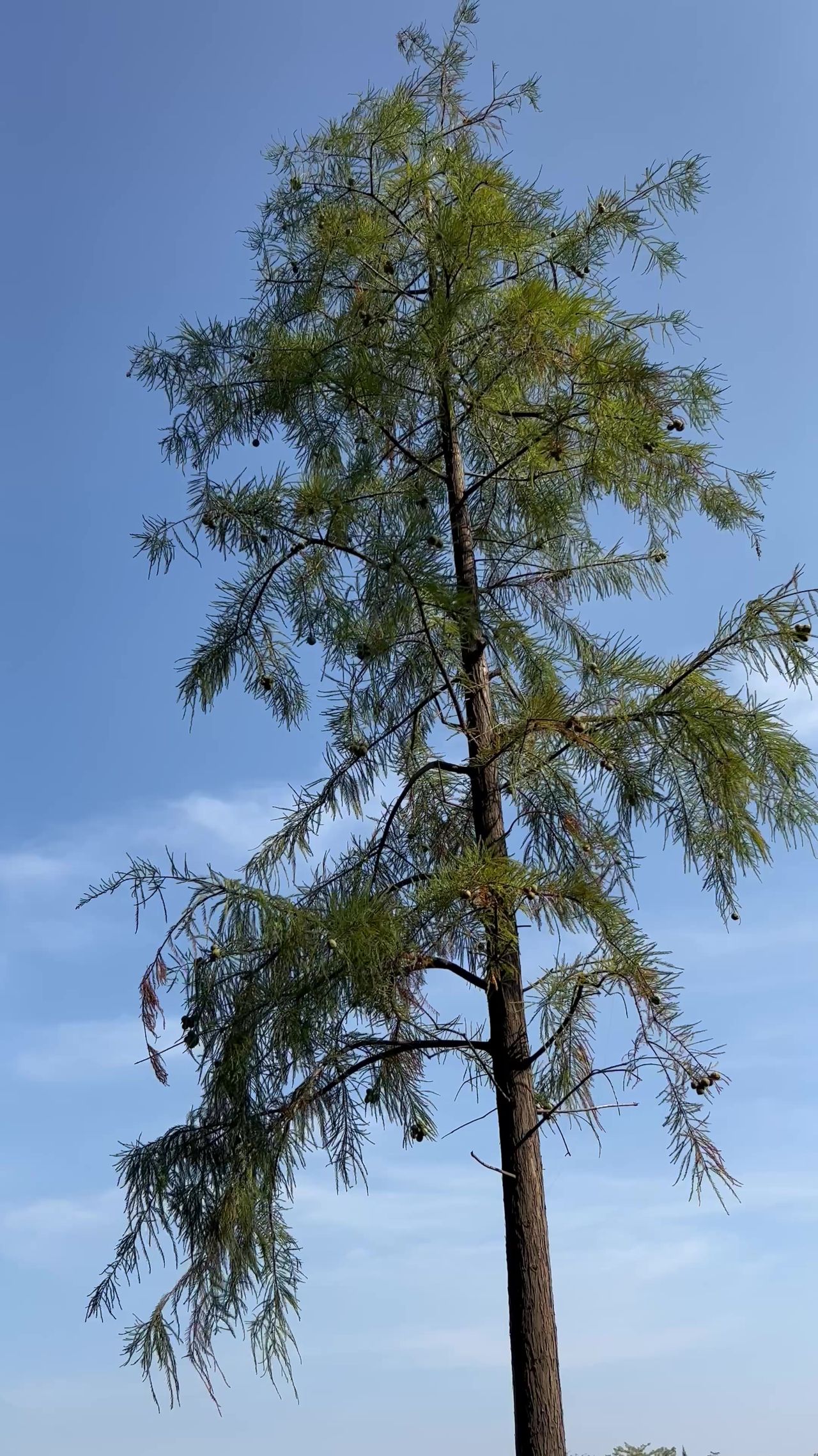 松树在风中摇曳