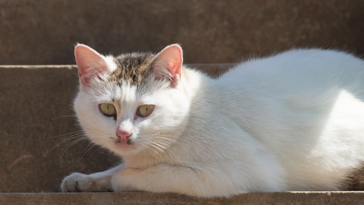 公园的小猫咪流浪猫 14