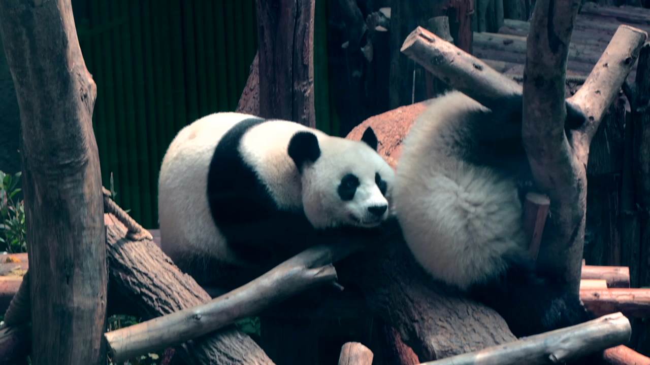 川西 视频合集 2