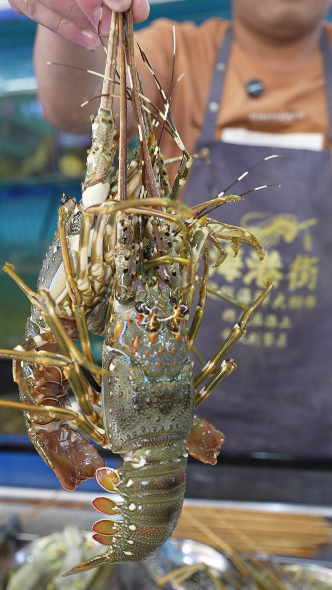 小青龙