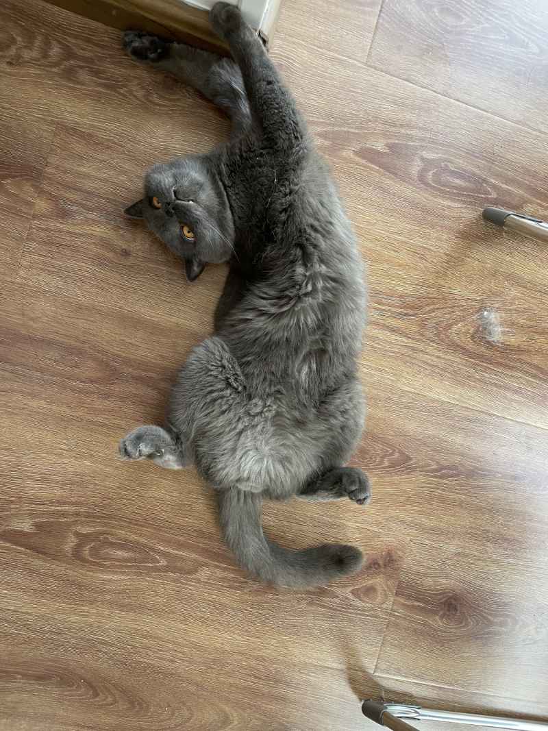 蓝猫