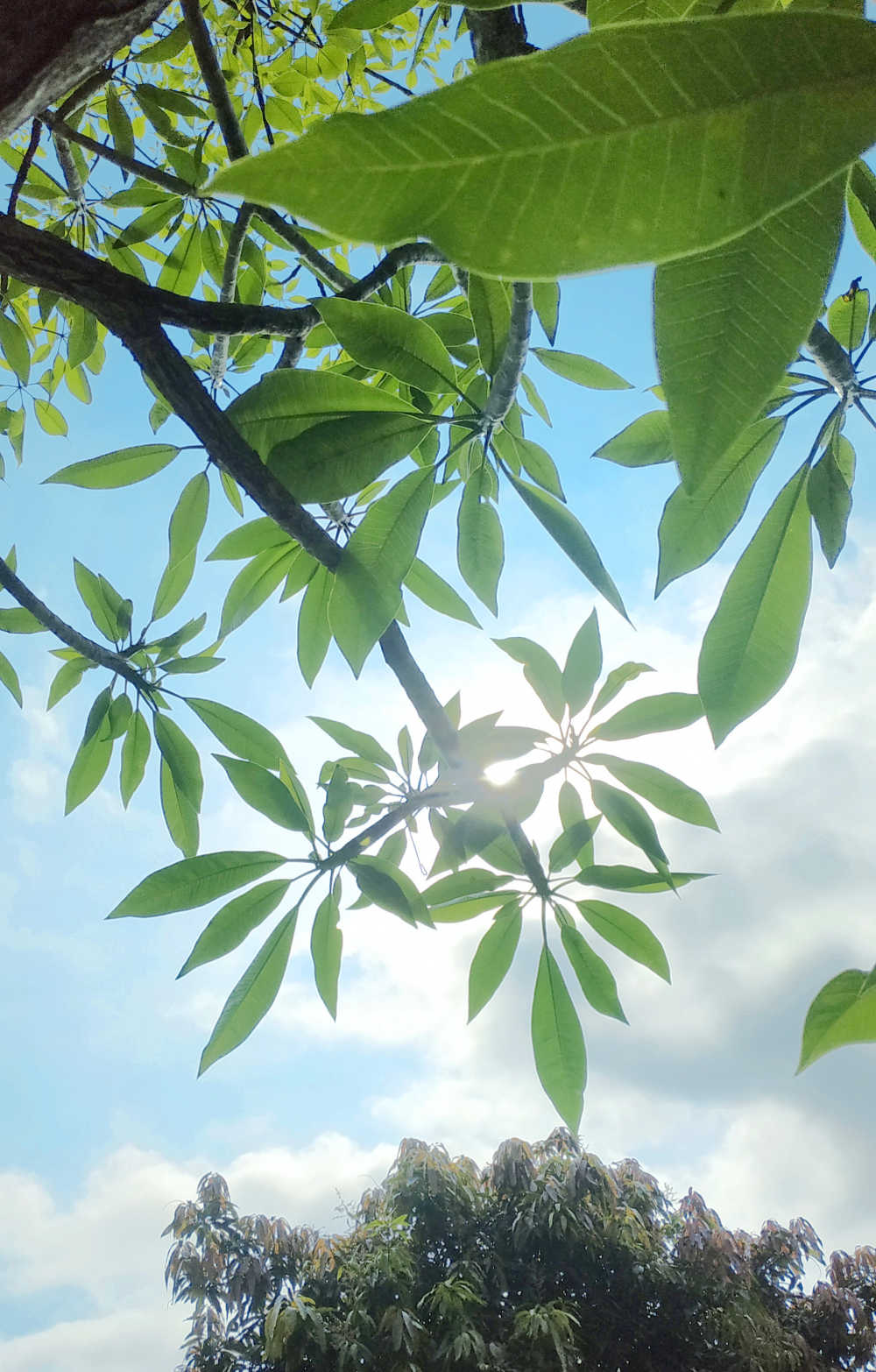 天空背景下的鸡蛋花树